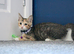 17 week old kitten needs new home