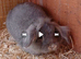 MINI LION LOP RABBITS