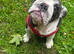 English bulldog puppy
