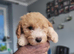 Apricot Miniature Poochon Boys