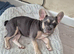 KC Female French Bulldogs