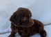 Exceptional F1 Chocolate Cockapoo Puppies
