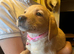 Red labs ready now