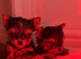 Last teacup Yorkshire terrier boy