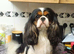 Beautiful cavalier puppies