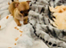 Chihuahua puppy's for sale