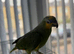 Got a nice orange Amazon Parrot for sale