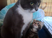 2 kittens