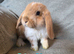 Mini lop 3 girls 4 boys left