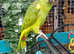 Blue fronted amazon extremely tame 11months old with his ring