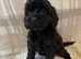 F1 cavapoo puppies fully vet health checked only two little boys left