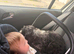 Cockapoo male- for sale