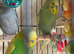 Budgies