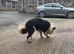 Beautiful Border collie