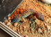 Female leopard gecko