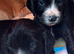 Cocker spaniel puppies