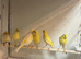 Rylander Canaries