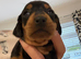 Ready to leave! Last 3 Miniature Dachshunds, purebred.