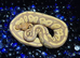 Various Ball Pythons
