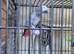 Congo breeding female