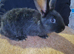 Baby rabbits available
