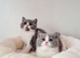 Beautiful Male & Female British Shorthair Kittens Available