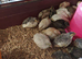 Chinese painted quail