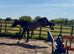 15hh 4yr old mare