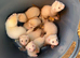 Ferret kits for sale