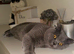 Male british shorthair