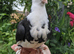 Stunning hand reared pet pigeon
