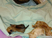 Puppies