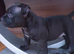 2 Beautiful American Pocket Bullys