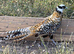 Reeves pheasants breeding pairs