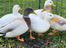 Group of 5 call ducks. All 2026 hatched out. 3 females and 2 males.