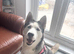 Beautiful husky female