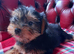 Beautiful Yorkshire Terrier puppies available now.