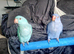 Baby Indian ringnecks for sale. 4 separate stands, lots of toys, Java branch ect ect ect