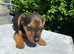 One last Jack Russell boy left