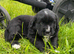 Bernese Mountain Dog × Golden Retriever