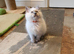 Beautiful GCCF Female Blue Point Ragdoll Kitten.