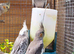 Three young cockatiels for sale in Maidstone