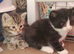 Not ready yet loving forever homes only