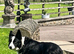 READY NOW - The prettiest Border Collies you will see today