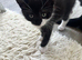 4 playful kittens ready to leave on