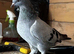 Kurdish Tumbler Pigeons For Sale