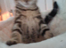 2 male kittens