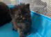 British long haired X Persian kittens