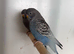 Black Face Budgies