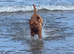 11month dogue de bordeaux £500
